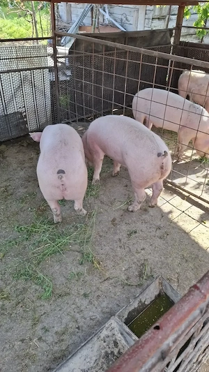 Vând 2 scrofite  ,greutate 70Kg+