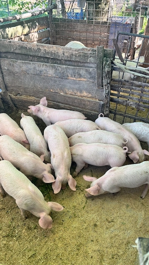 purcei de 7saptamani