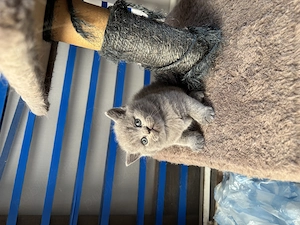 Scottish fold și scottish straight - imagine 3