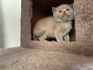 Scottish fold și scottish straight - imagine 2