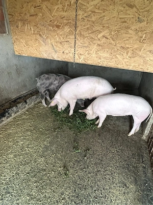 Porci de vanzare - imagine 3