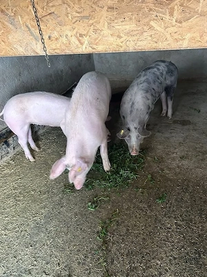 Porci de vanzare
