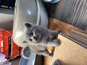 Scottish fold și scottish straight - imagine 4