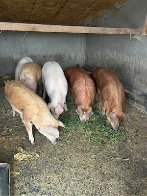 Porci de vanzare - imagine 4