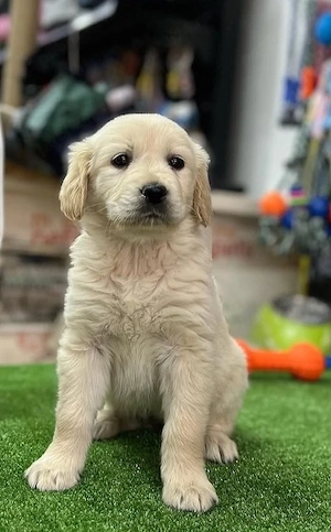 Golden Retriever 