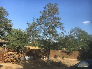 Refugiu la Dunăre: Casa batraneasca si teren generos cu livada 29800   - imagine 2