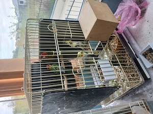 Papagali, Zebre Australiene, Pescarus Japonezi - imagine 3