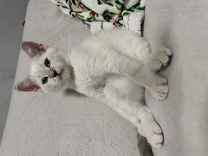 Pui British shorthair 11 saptamani - imagine 2