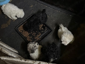 Vând căței Bichon Maltez