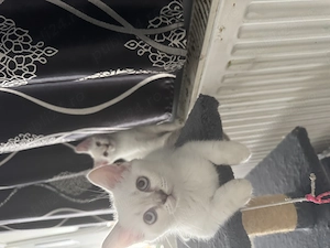 Pui British shorthair 11 saptamani - imagine 3