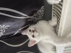 Pui British shorthair 11 saptamani - imagine 4