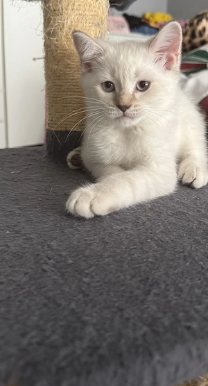 Pui British shorthair 11 saptamani - imagine 5