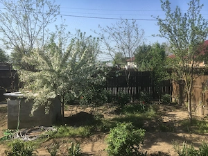 Refugiu la Dunăre: Casa batraneasca si teren generos cu livada 29800   - imagine 6