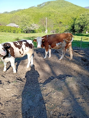 Vând vaca vi vițel