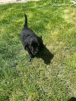 Labrador retriver  - imagine 4
