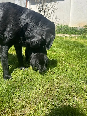 Labrador retriver  - imagine 3
