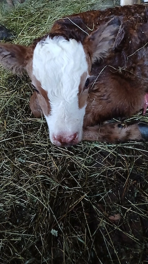 se vinde vaca cu vitel