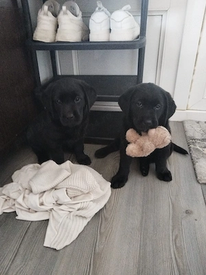 Labrador retriver  - imagine 5