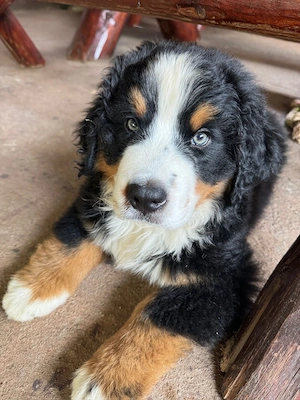  Vând pui Bernese Mountain Dog (Ciobănesc de Berna)   rasă pură, părinți campioni  - imagine 3