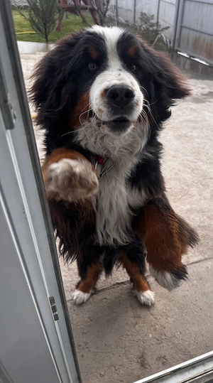  Vând pui Bernese Mountain Dog (Ciobănesc de Berna)   rasă pură, părinți campioni  - imagine 4