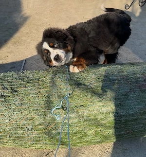  Vând pui Bernese Mountain Dog (Ciobănesc de Berna)   rasă pură, părinți campioni  - imagine 5