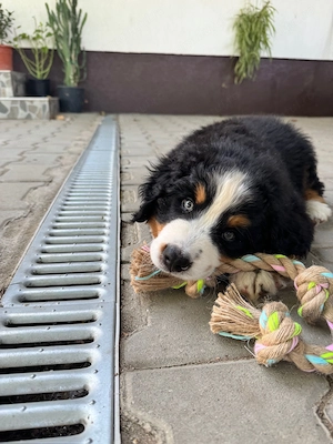  Vând pui Bernese Mountain Dog (Ciobănesc de Berna)   rasă pură, părinți campioni  - imagine 2