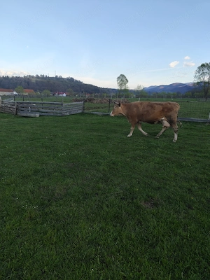 Vaca baltata romaneasca