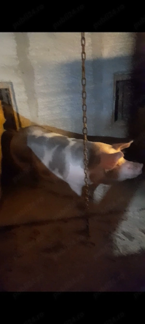 Două scrofite petran rasă bună 