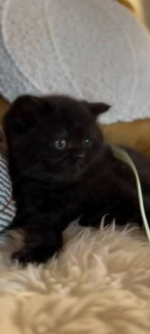 British Shorthair blak!!!