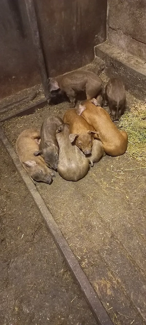 Purcei Duroc Pur Disponibili din 30 Mai Turnu Magurele o733345270