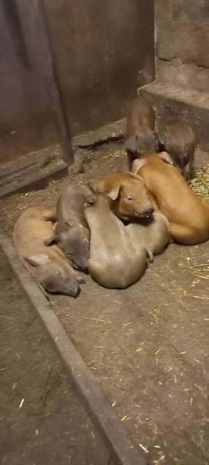 Disponibili dupa 30 Mai Purcei Duroc Pur de reproducție Turnu Magurele o733345270