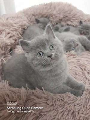 Pisicuțe British SHort-Hair  - imagine 3