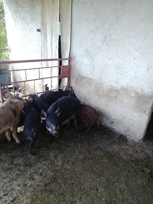Purcei Mangaliță cu Mistreț  - imagine 3