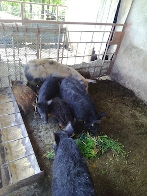 Purcei Mangaliță cu Mistreț  - imagine 2