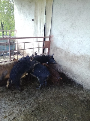 Purcei Mangaliță cu Mistreț  - imagine 4