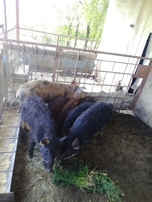 Purcei Mangaliță cu Mistreț  - imagine 5