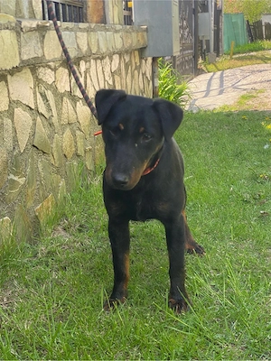 jagd terrier jagdterrier
