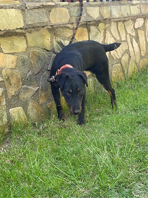 jagd terrier jagdterrier