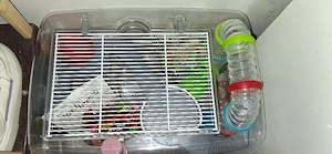 vând cușcă de hamsteri 