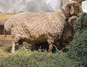 Berbec rasă pură Awassi
