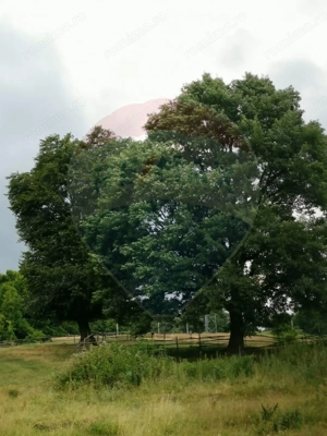 Teren aproape de pădure, situat într-o zonă aerisită - imagine 7