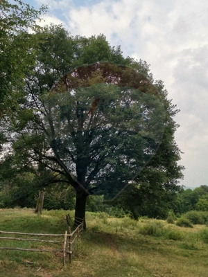 Teren aproape de pădure, situat într-o zonă aerisită - imagine 13