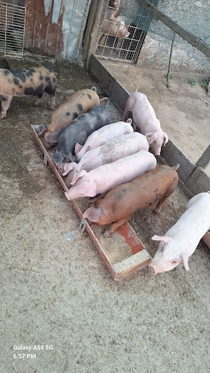 Purcei in Marsani dolj 