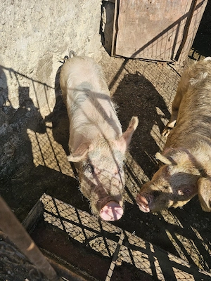 Porci landrace - imagine 4