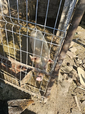 Porci landrace 