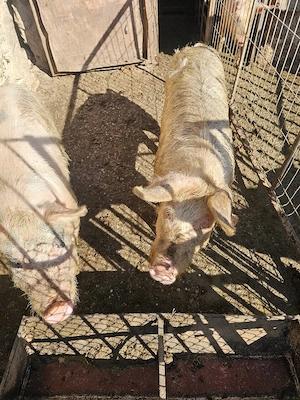 Porci landrace  - imagine 2