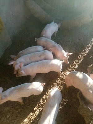 Vind purceii de 8 săptămâni rasa marele alb - imagine 4