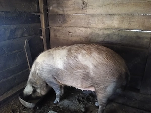 porc de vanzare - imagine 2