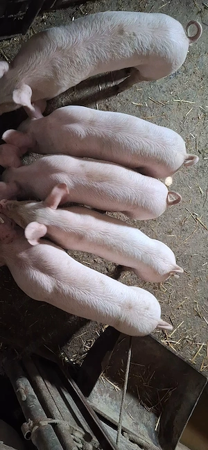 Purcei  landrace  cu  marele alb 