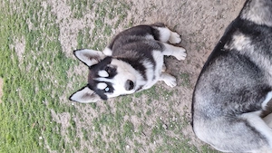 Husky siberian.  